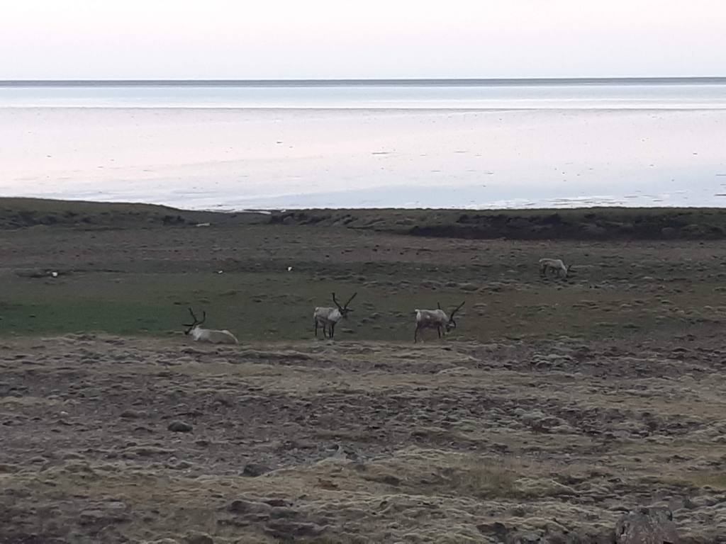 Reindeer in Iceland