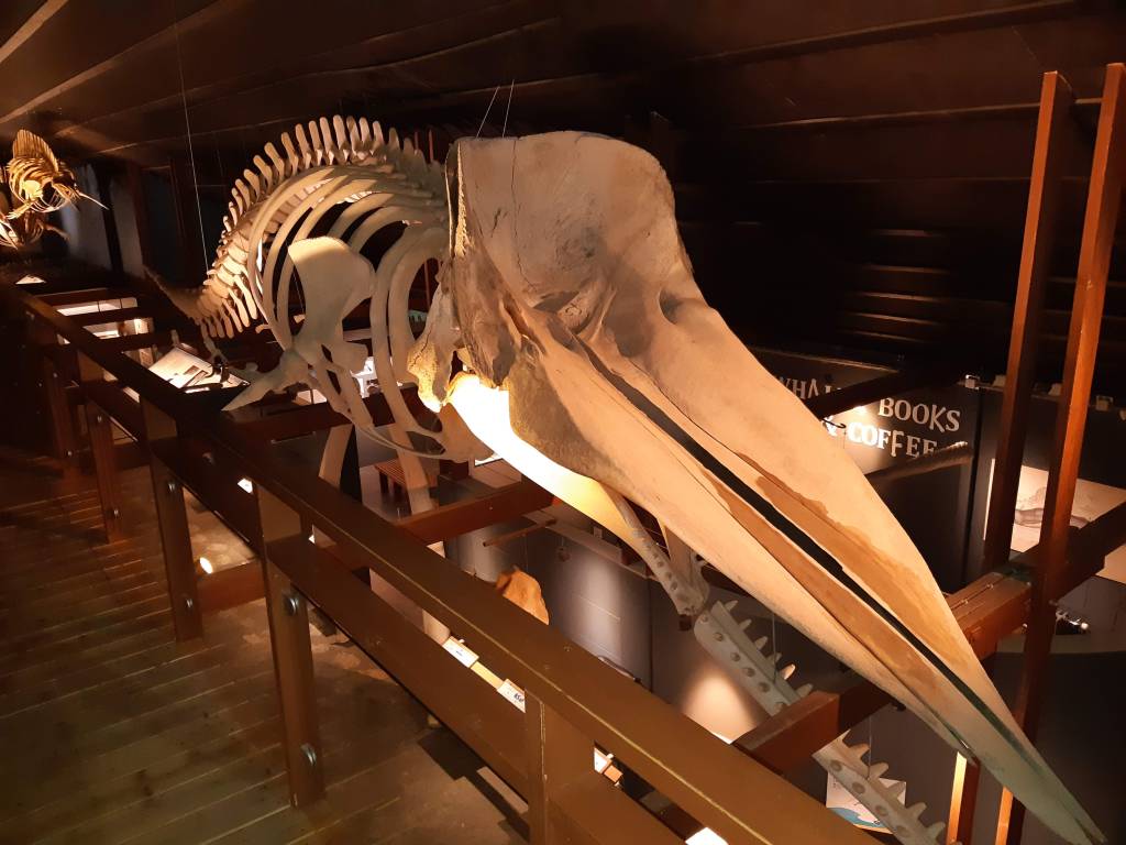 Whale skeleton