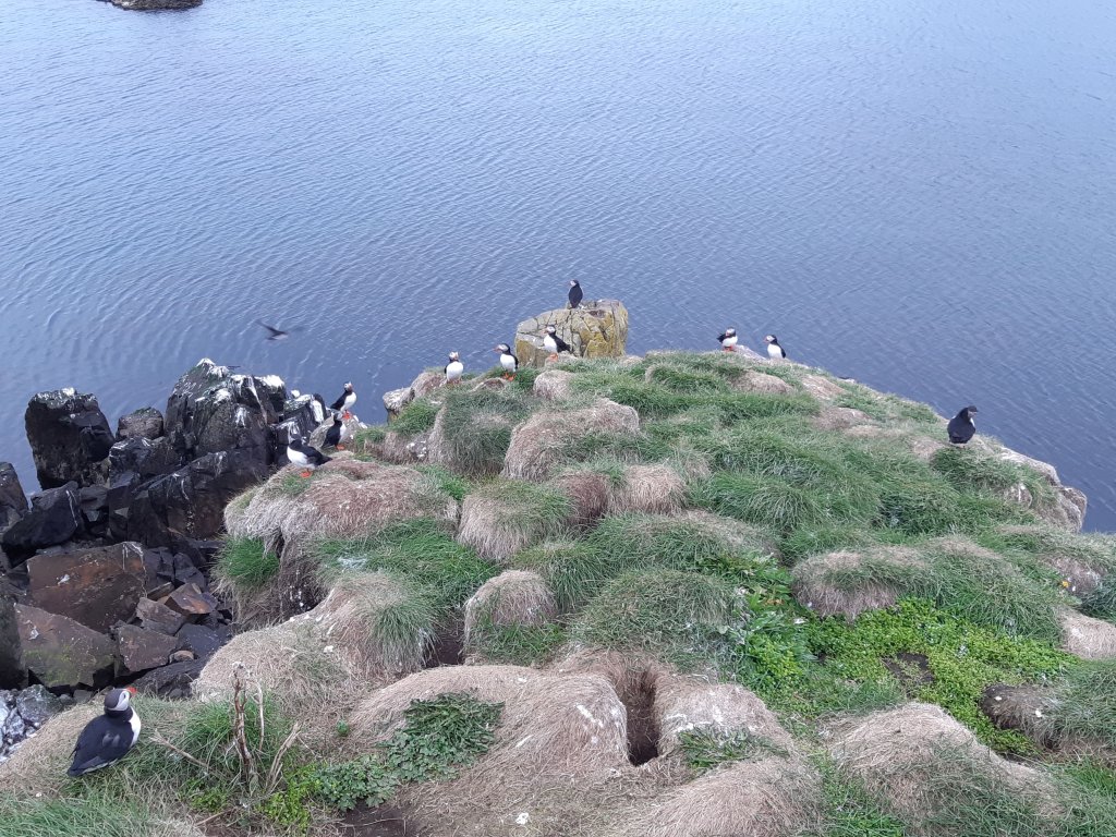 Puffins in Borgarfjörður
