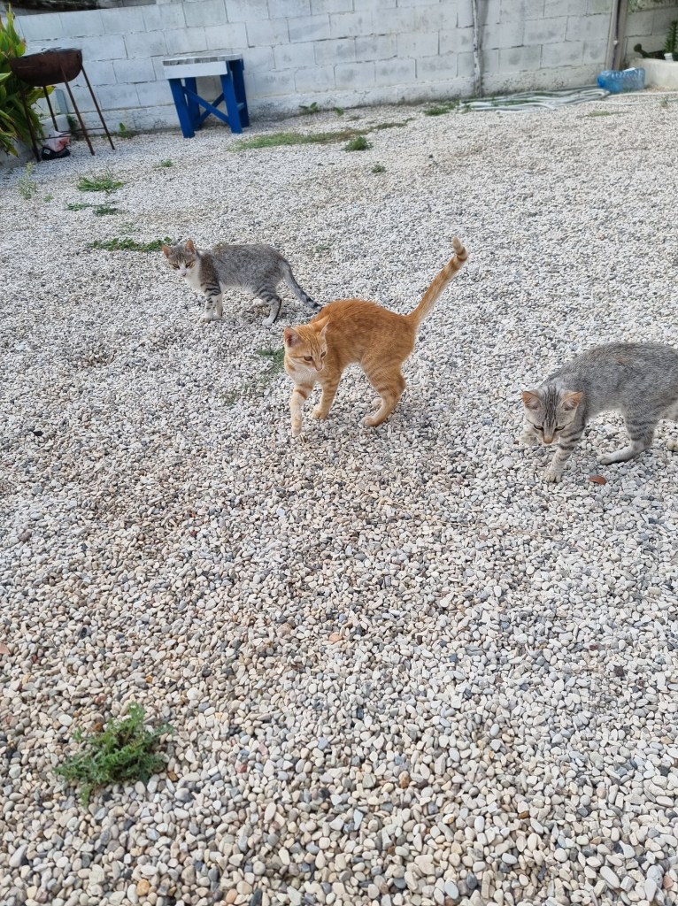 Cats at Vlore